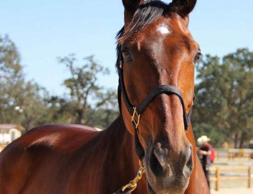 New Horse Park Breaks Ground in Paso Robles – 2/25/14